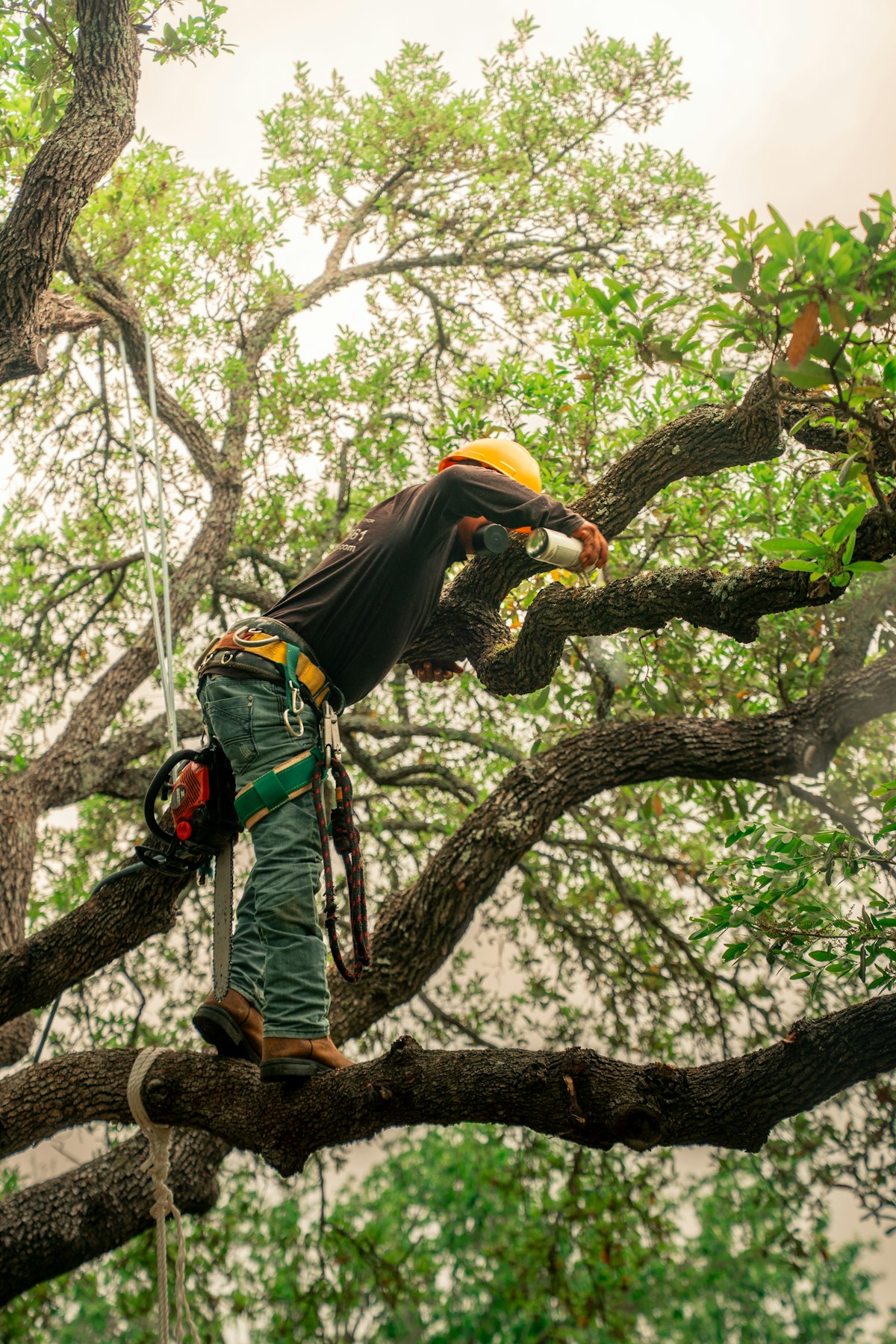 Arborist climbing a tree while cutting branches with a chainsaw